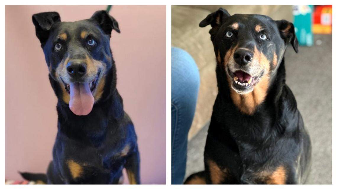 A “sweet” rescue dog is up for adoption in North Carolina.