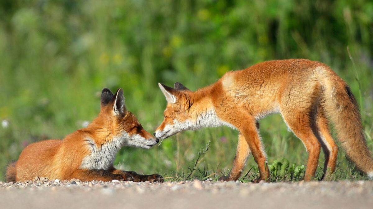 Foxes interact near the village of Pleschany, some 32 kms. (20 miles) north of Minsk, Belarus, early Saturday, July 8, 2017. (AP Photo/Sergei Grits)