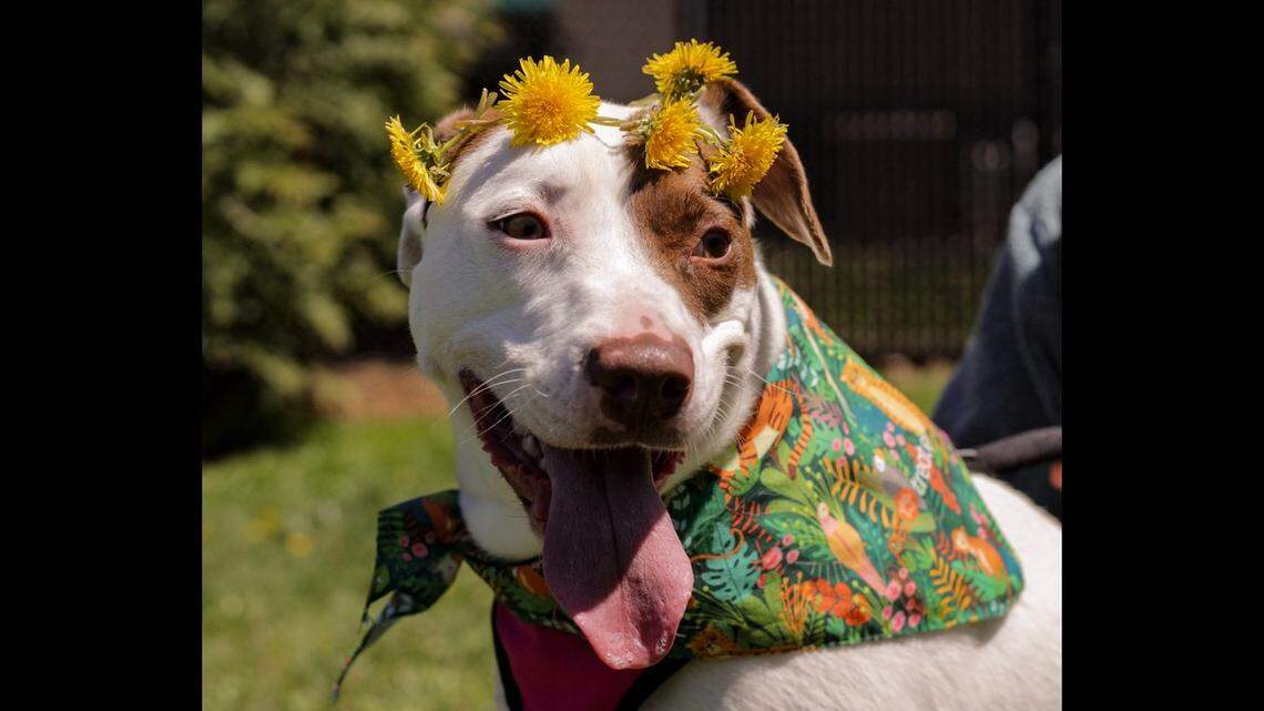 A “sweet” dog has spent more than 400 days waiting in a North Carolina shelter.