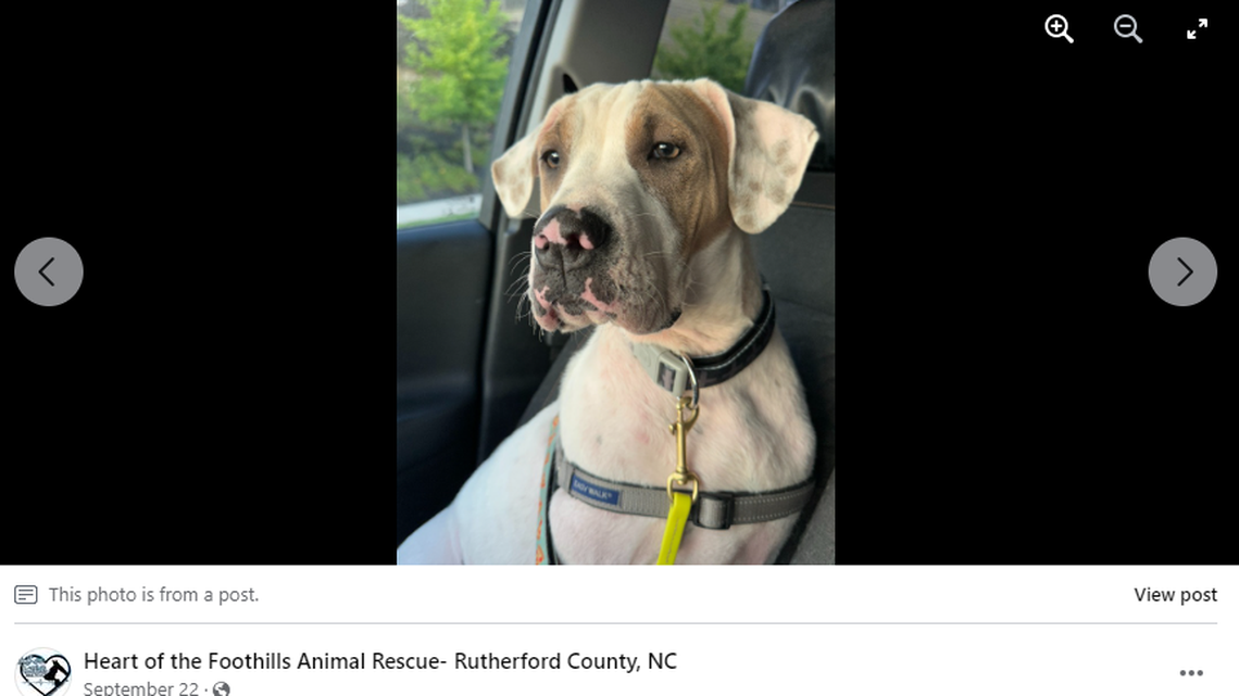 Buttons was adopted but now needs a new place to live, a North Carolina rescue said.