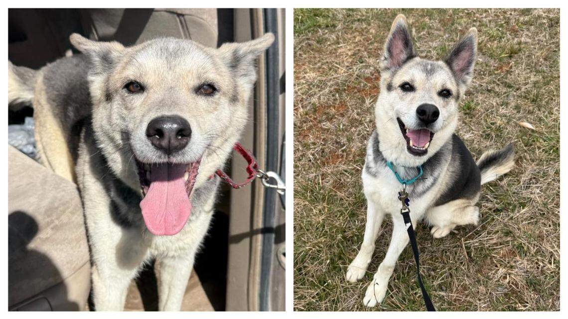A dog who keeps returning to a shelter is up for adoption again in North Carolina.