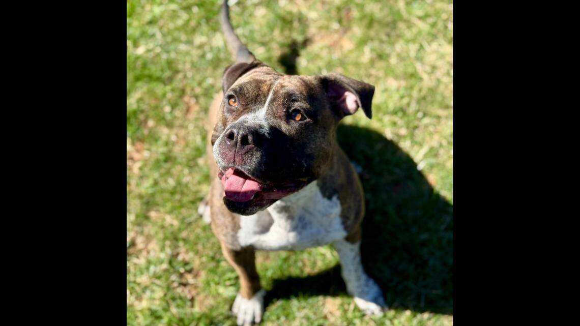 A food-loving dog is up for adoption in North Carolina.