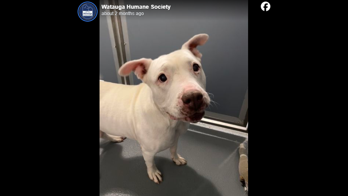 Chiquitita went up for adoption again after her first home didn’t work out, a North Carolina rescue said.