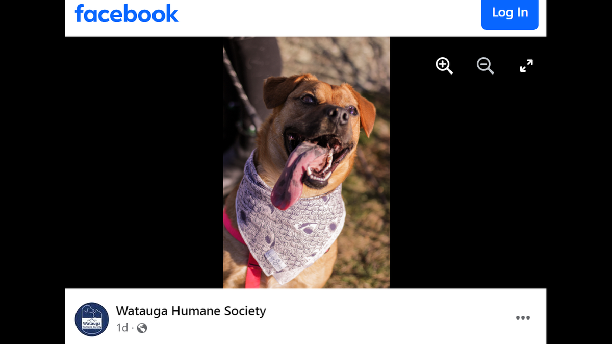 Dos is still up for adoption after spending more than 300 days in a North Carolina shelter.