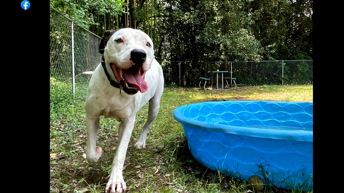 Joker the 100-pound dog loves to cuddle and play outside, a North Carolina rescue said.