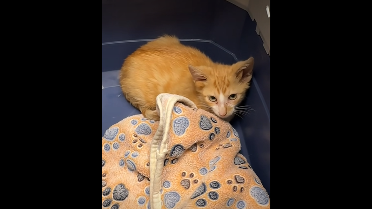 Audio, one of four kittens rescued from a box, has an unusual trait.