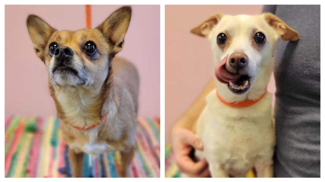 Dee Dee, left, and BG are up for adoption in North Carolina.