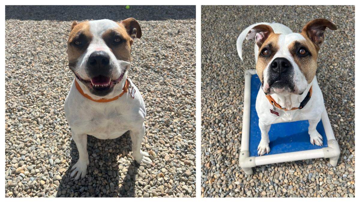 A dog adopted and returned twice waits for a new home in North Carolina.