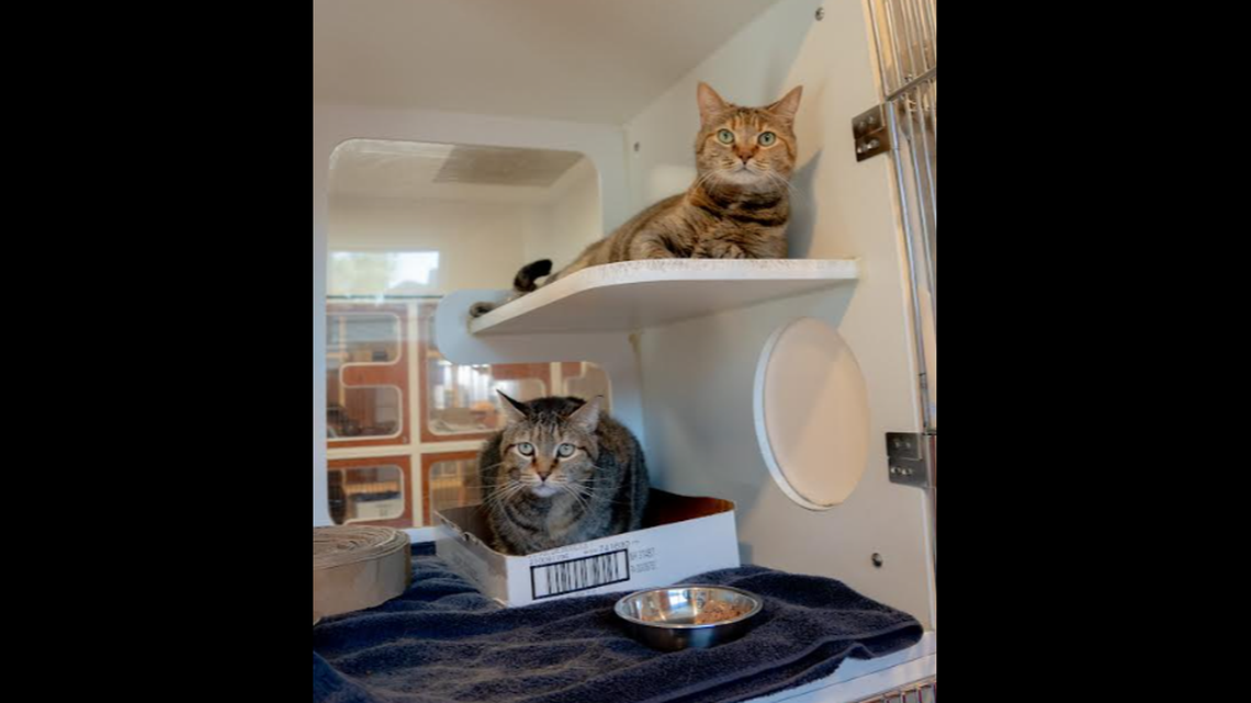Two cats with a close relationship are up for adoption in North Carolina.