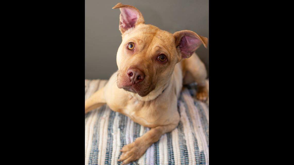 A North Carolina dog is up for adoption after getting a rough start to life.