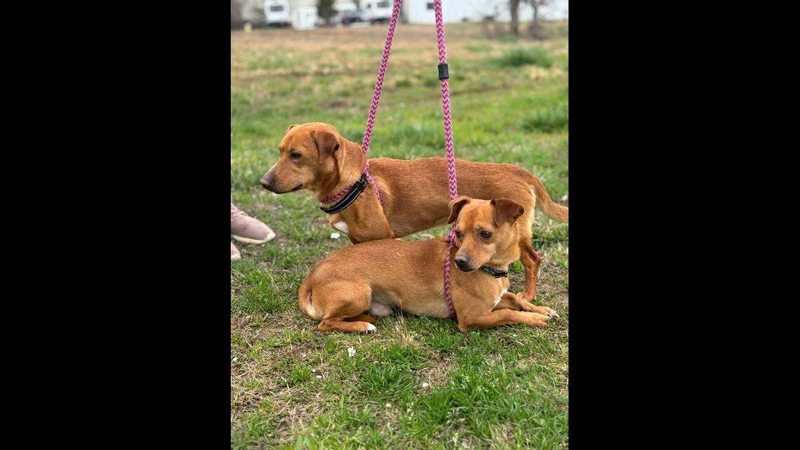 The dogs are known for being “sweet” and “fiercely loyal.”