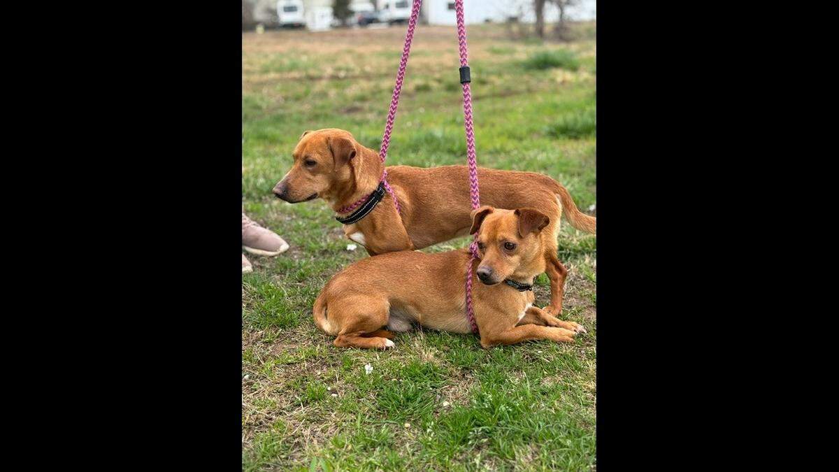 The dogs are known for being “sweet” and “fiercely loyal.”