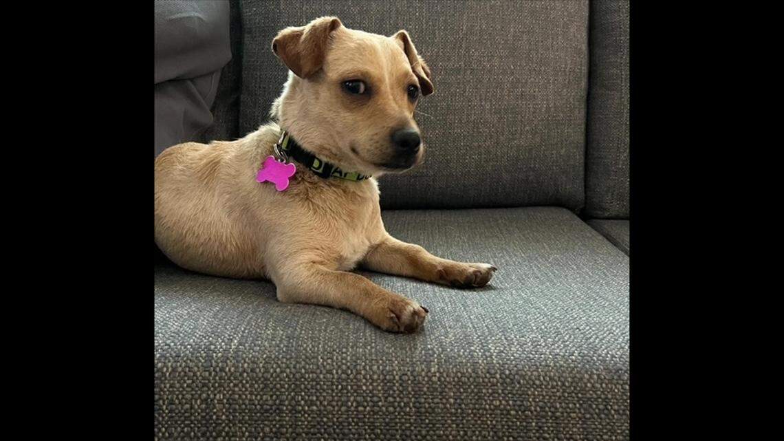Coozie the deaf dog will need a new family after he was returned to a North Carolina shelter.