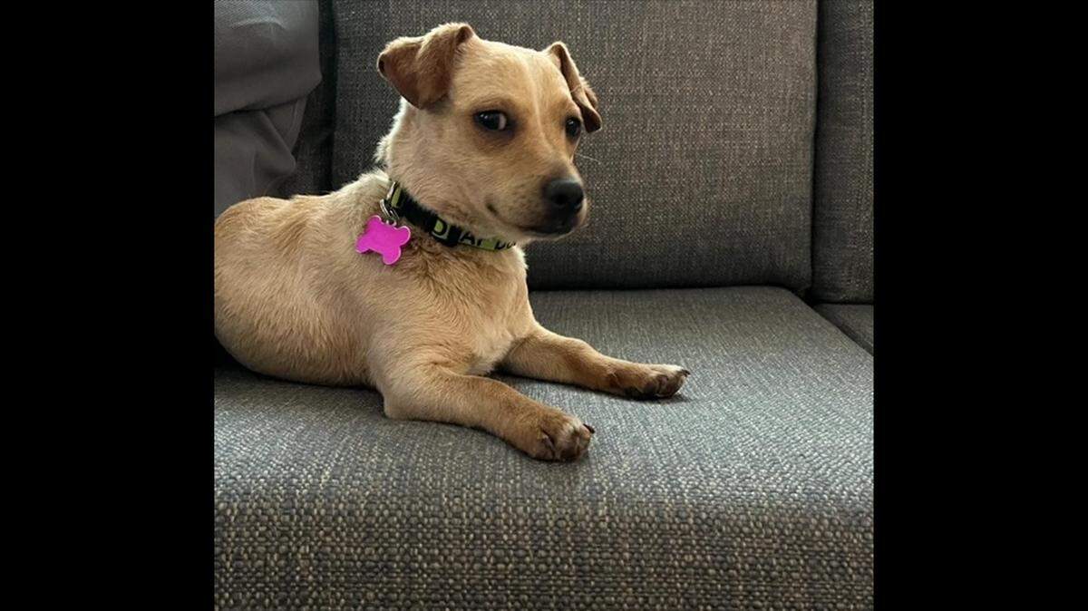 Coozie the deaf dog will need a new family after he was returned to a North Carolina shelter.