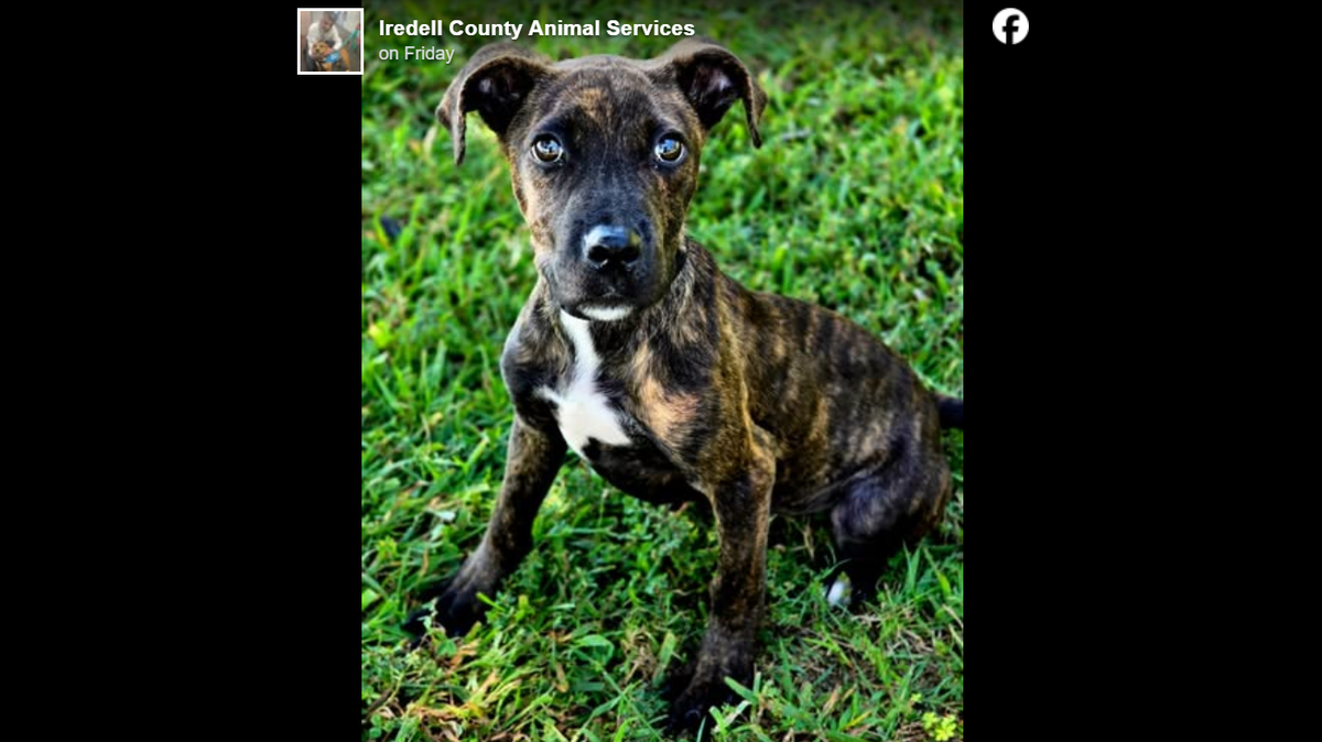Rocky the resilient pup was adopted in North Carolina.