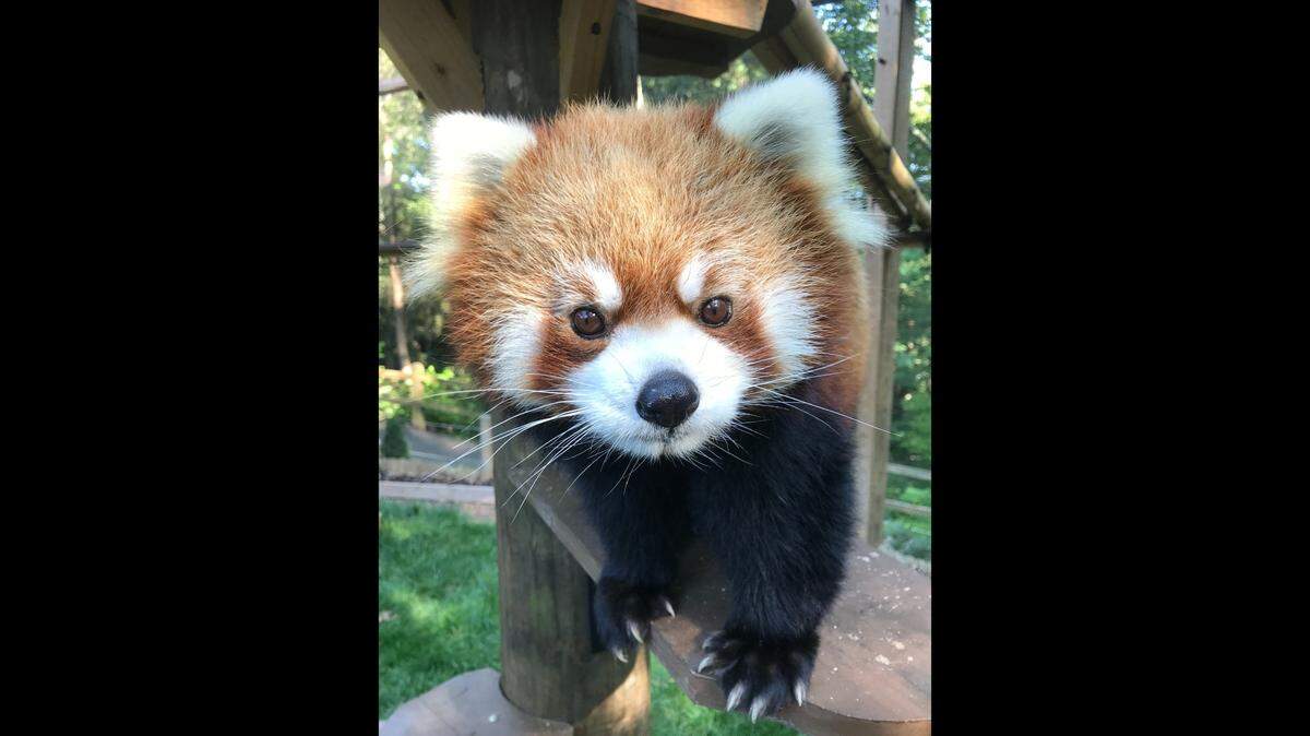 Leafa, a popular resident at a North Carolina zoo, died at age 15.