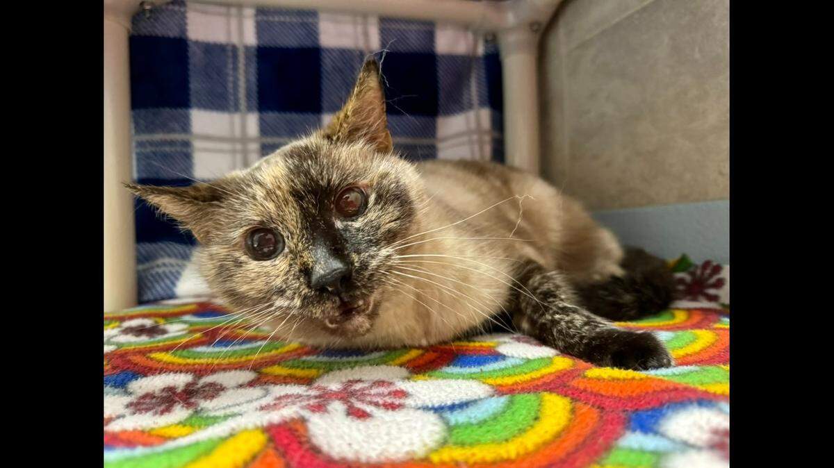 A cat who’s a “queen in every sense” is up for adoption in North Carolina.