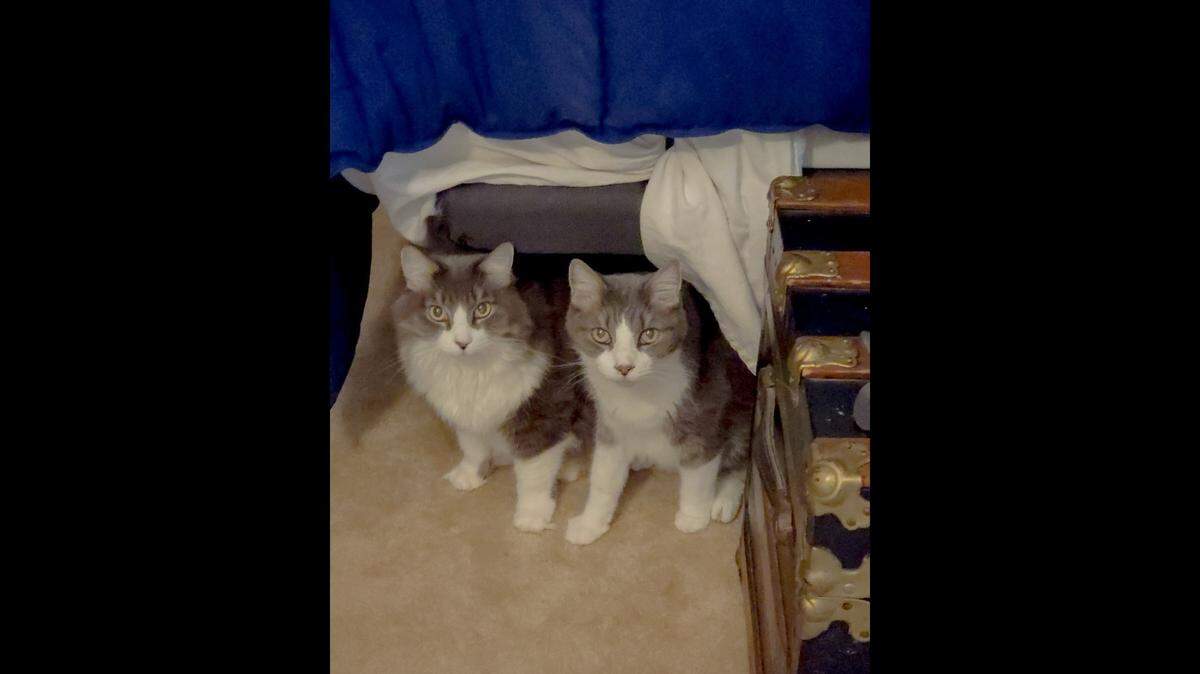 Shelby, left, and Yoda are up for adoption in North Carolina.