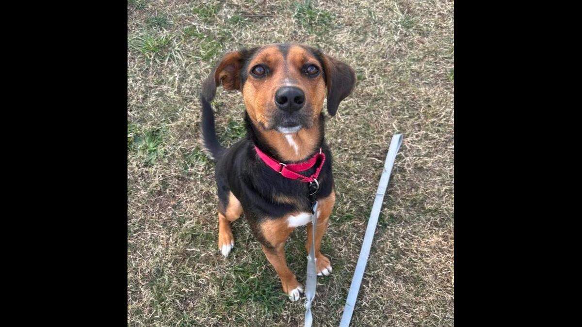 The pup was adopted after more than one year of waiting at a North Carolina shelter.