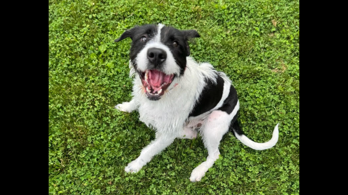 Goof the energetic dog was rescued after Hurricane Helene, a North Carolina shelter said.