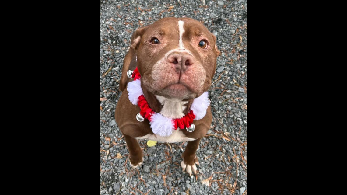 Tiny Tim the dog was adopted in North Carolina.