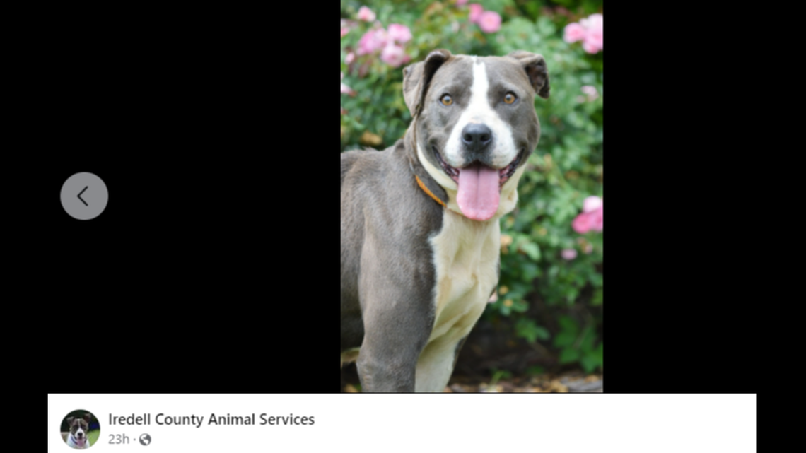 Diamond the dog could have been put down if she wasn’t adopted quickly, North Carolina officials said.