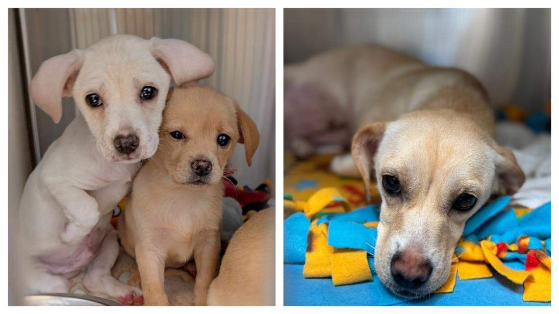 Two puppies and their mom, Sundae, were among the dogs saved from a rural road.
