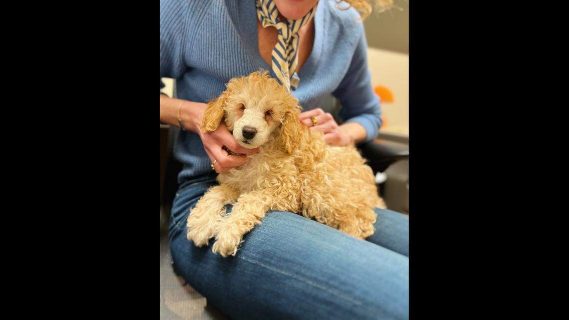 Ladybug the dog is scheduled to go up for adoption in North Carolina.