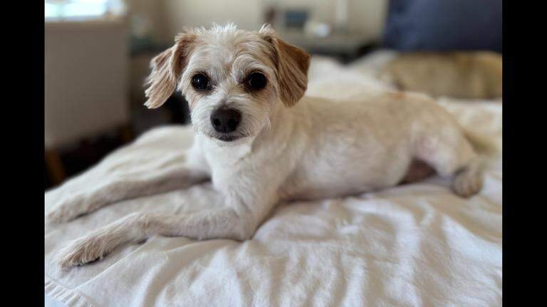 Dog struggled in NC shelter after spending 6 years with family. Then, good news