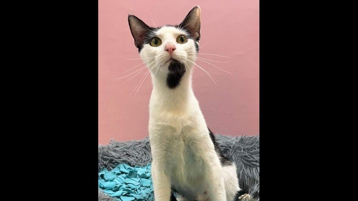 A North Carolina cat is being overlooked after experiencing a tragic loss.