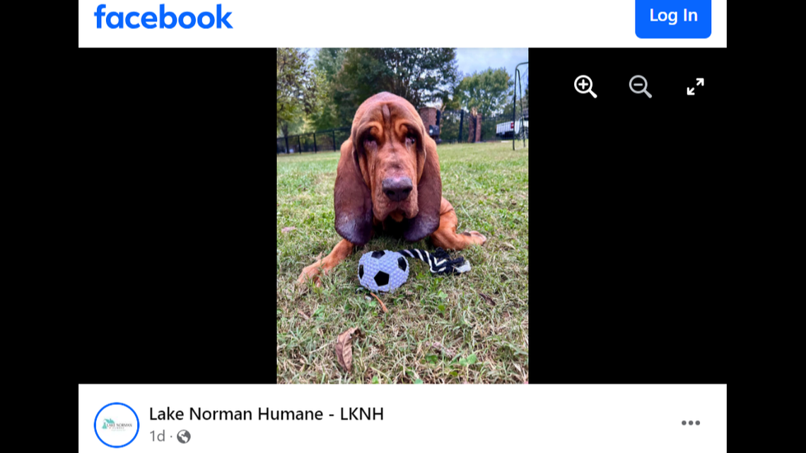 Frank the dog found another home after he returned to a North Carolina shelter.