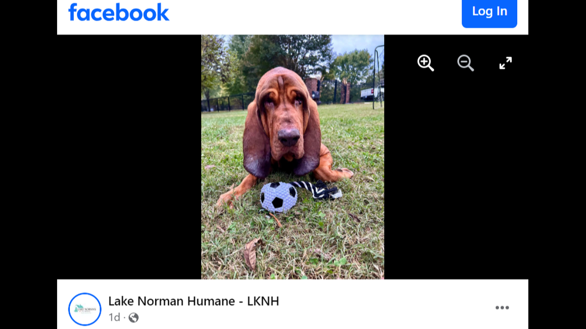 Frank the dog found another home after he returned to a North Carolina shelter.