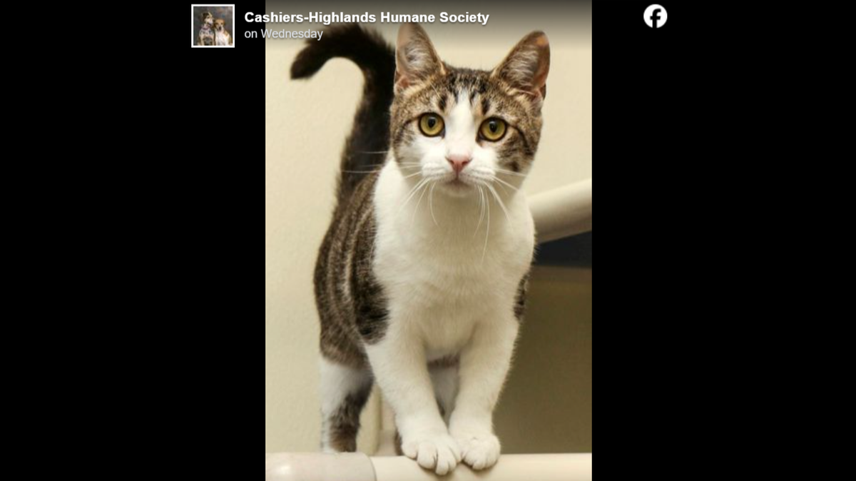 A North Carolina cat didn’t hesitate to help “abandoned” kittens, and now she waits for a new owner.