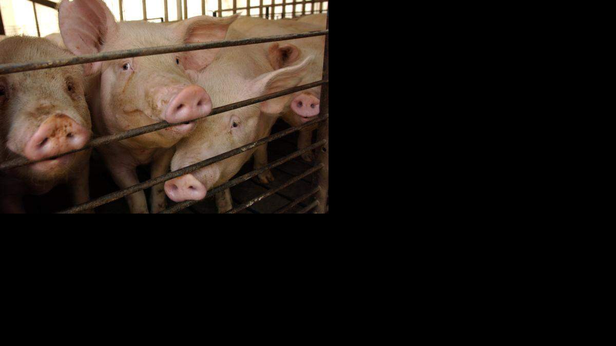 
Duplin County has more hogs than any county in the nation, with more than 2 million. 
