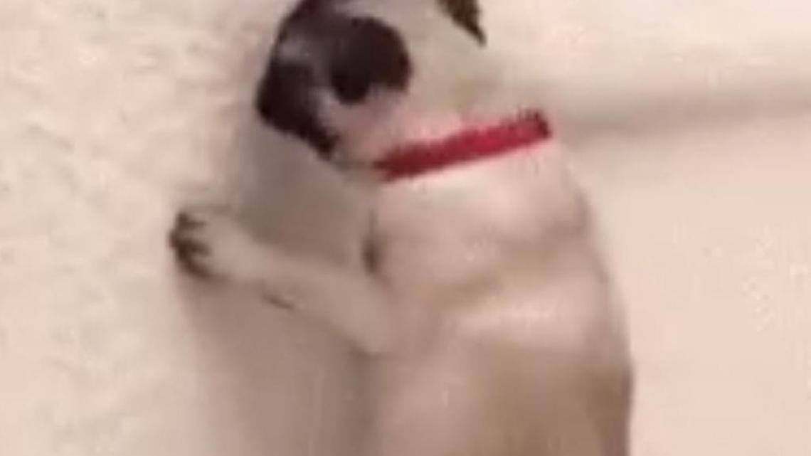 Charlotte mayoral candidate and N.C. Sen. Joel Ford responded to a critic Tuesday with a video of a dog defecating.