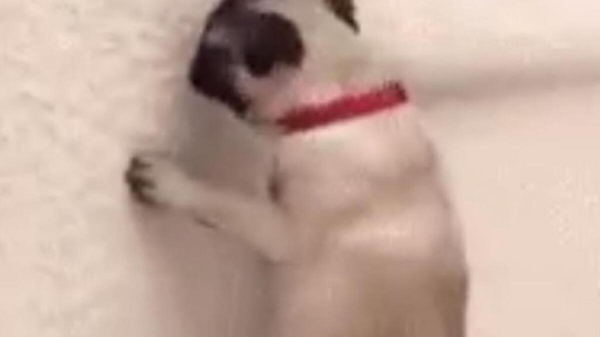 Charlotte mayoral candidate and N.C. Sen. Joel Ford responded to a critic Tuesday with a video of a dog defecating.