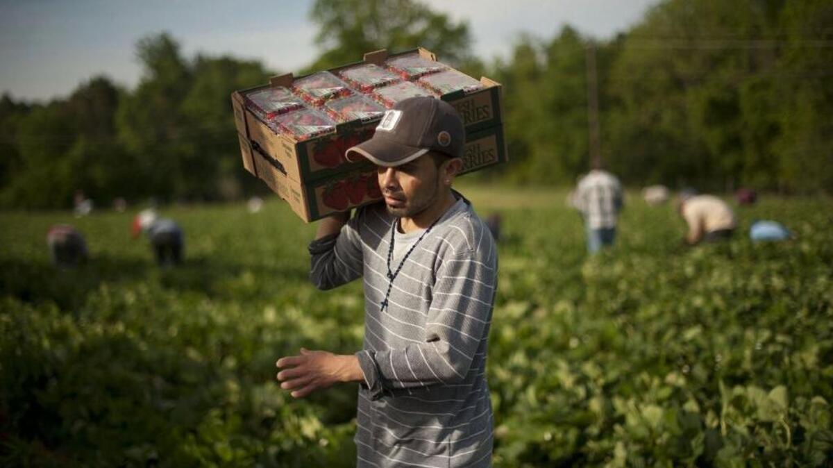Immigrant workers play a key role in North Carolina’s economy and the state’s population growth. 