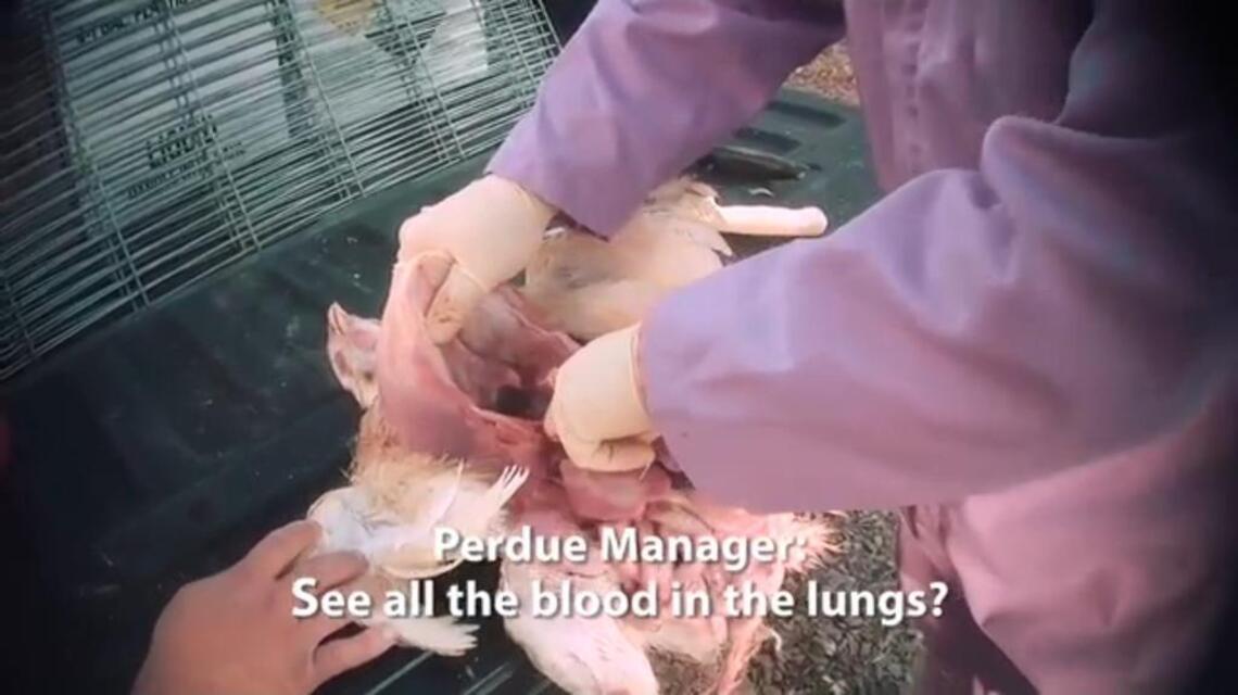 N.C.’s boneheaded ‘ag-gag’ law protects corporate wrongdoing from exposure