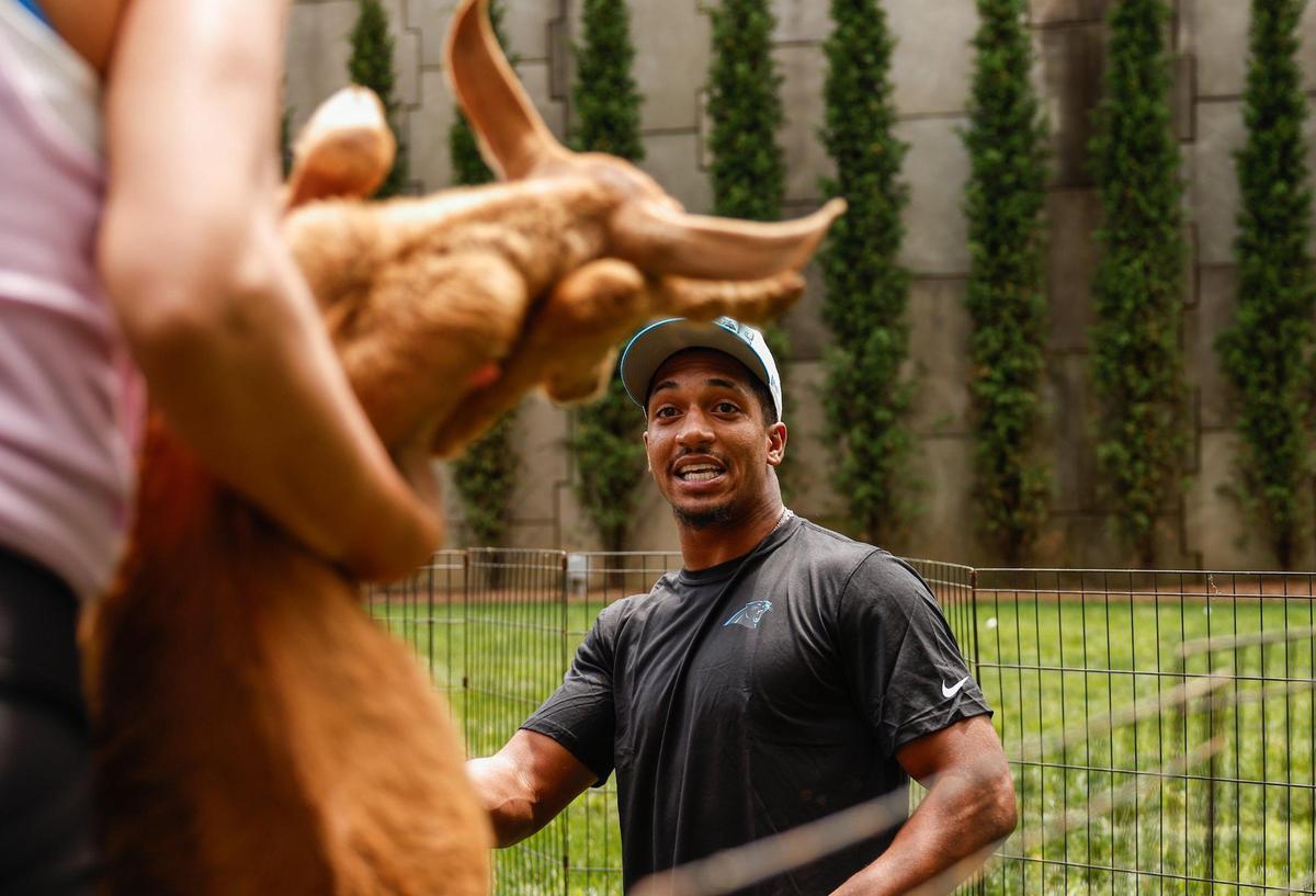 Panthers running back Chuba Hubbard reacts to a goat being carried to his mat as he participates in goat yoga on Monday at Bank of America Stadium. The Panthers brought in the goats as part of mental health awareness month.