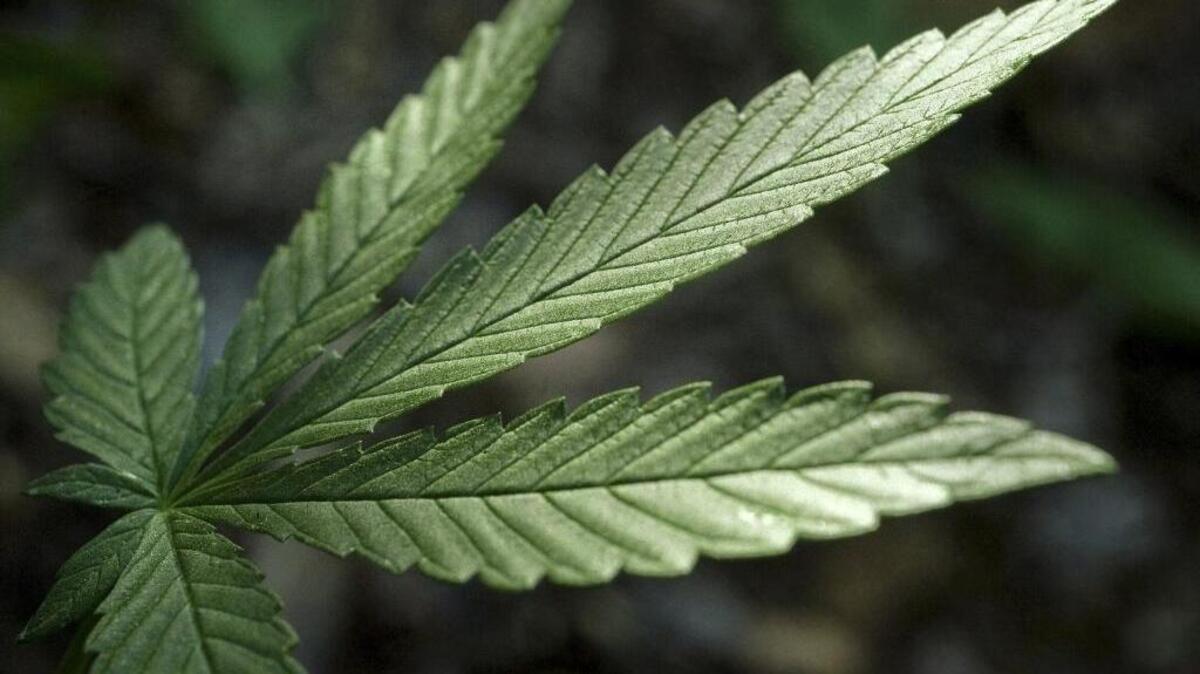 Two unrelated events this week more than a thousand miles apart involved NASCAR and medical marijuana.
