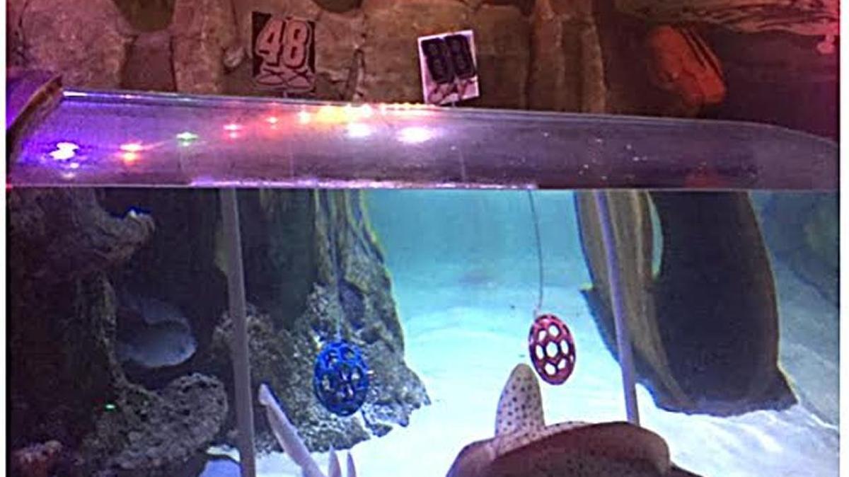 The resident zebra shark at Sea Life Charlotte-Concord Aquarium predicted Friday that Dale Earnhardt Jr. will win Sunday’s Coca-Cola 600 at Charlotte Motor Speedway.