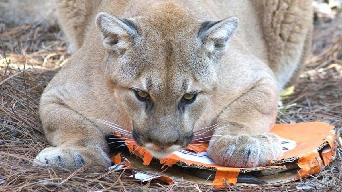 A cougar at the North Carolina Zoo pounds on a Denver Broncos papier-maché item.
