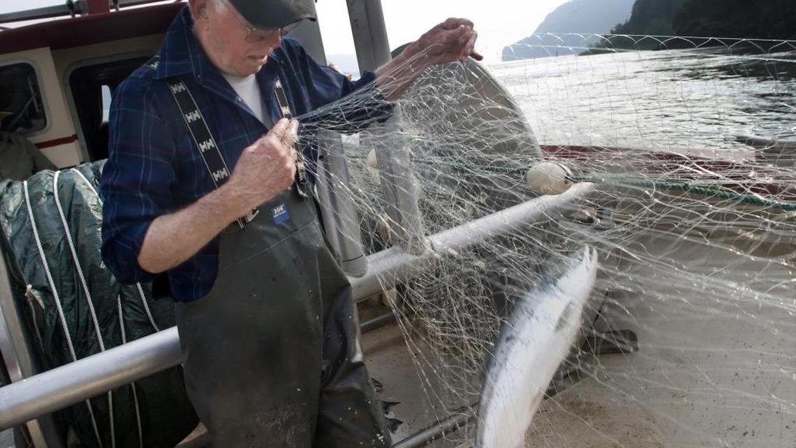 FILE - In a June 30, 2008 file photo, commercial fisherman Les Clark pulls a sockeye or blueback salmon from his net while fishing on the Columbia River near Skamania, Wash. Republican Reps. Robert Pittenger and Patrick McHenry, along with Democratic Rep. Alma Adams “are looking forward to enjoying salmon and chocolate next week thanks to a friendly wager” with Democratic Rep. Jim McDermott, read a press release the North Carolina trio put out Friday.