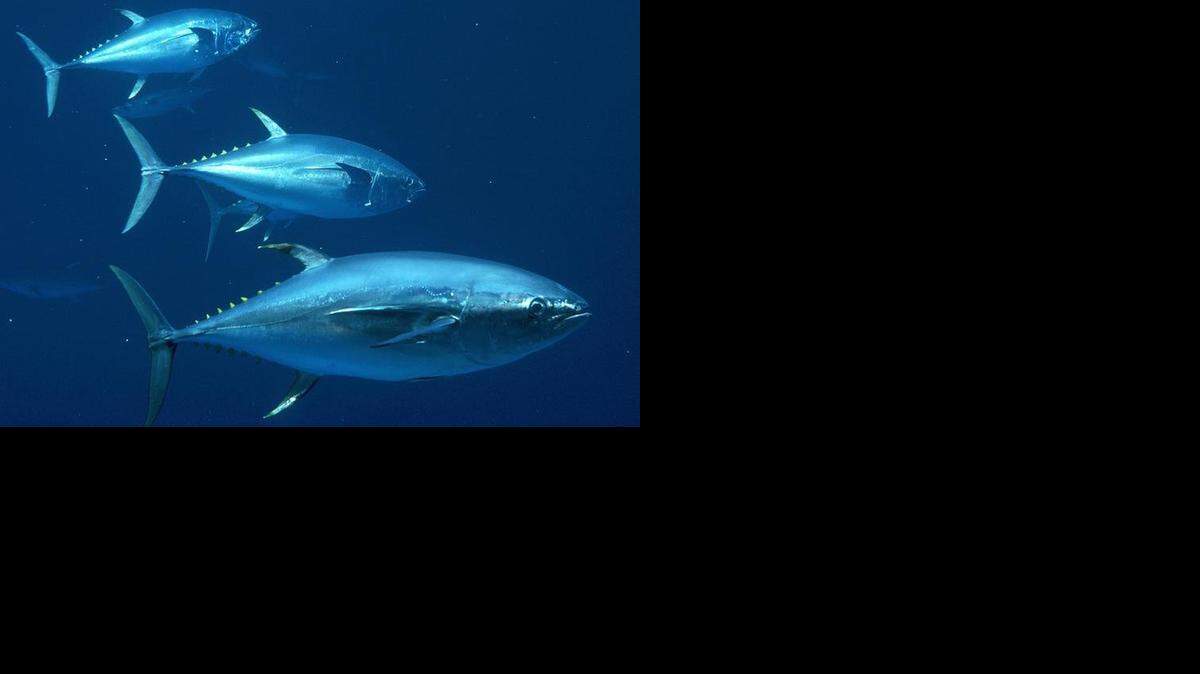 
Bluefin tuna have unexpectedly reappeared off the North Carolina coast. 
