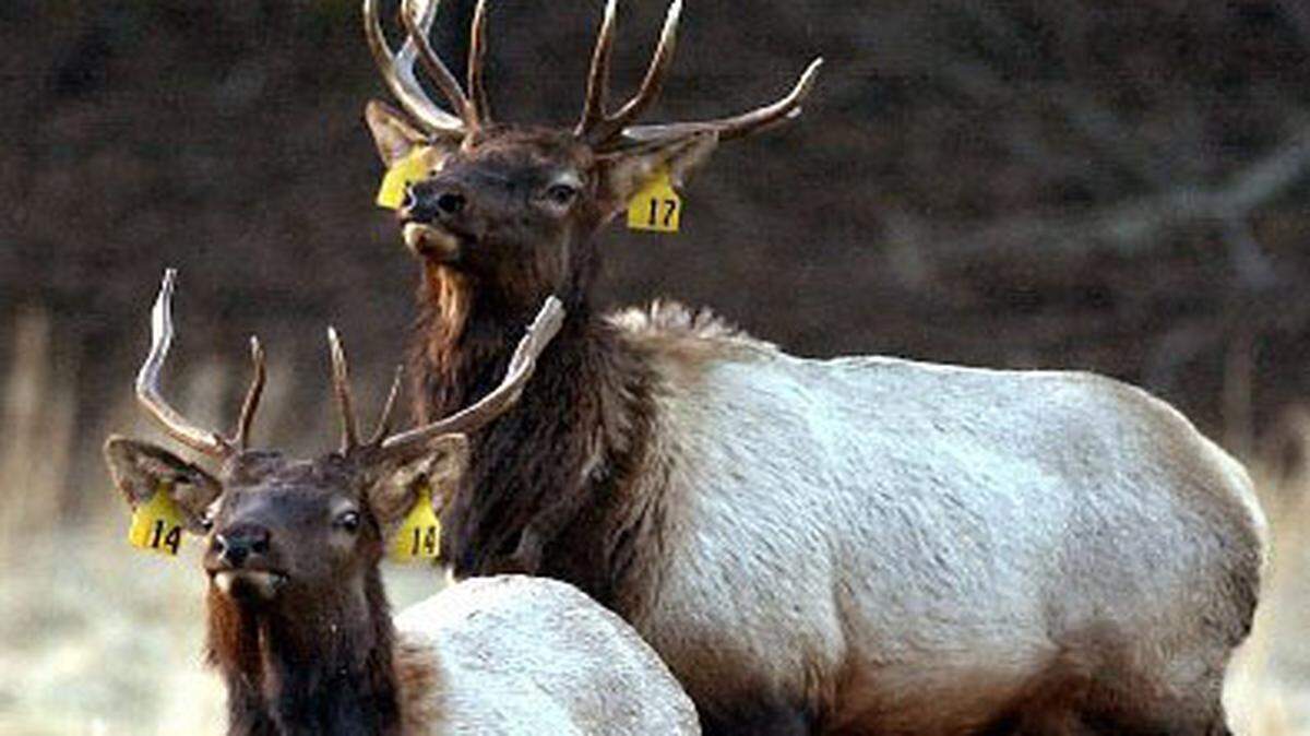  	**FILE** Two male elk are shown in Jan. 15, 2003, at the Great Smoky Mountains National Park in Cataloochee, N.C. With the return of elk to the Great Smoky Mountains National Park, local business owners and town officials have carved a new niche: elk marketing. Elk were hunted out of existence in the Smokies in the 1800s, but were reintroduced to the half-million-acre park on the North Carolina-Tennessee border in 2001. Their return is attracting tourists to the Maggie and Cataloochee valleys in droves - and causing a growing demand for elk information, pictures and memorabilia. (AP Photo/The Citizen-Times, John Fletcher, File)