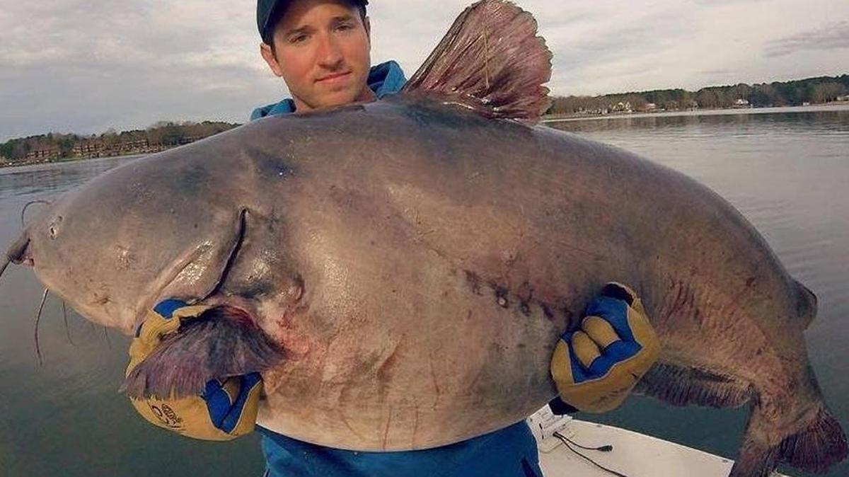 Zakk Royce of Murfreesboro with the state record 105-pound blue catfish he caught Monday at Lake Gaston.