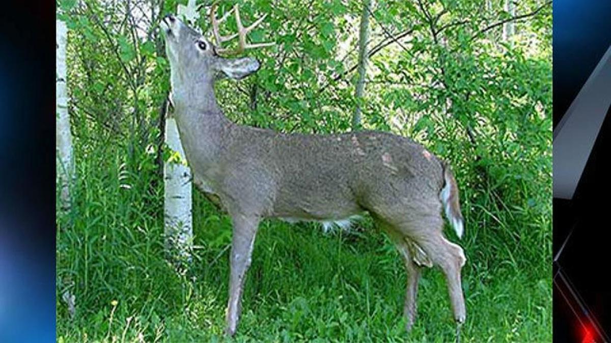 It appears to be a whitetail deer nipping at the low-hanging leaves on a tree. In reality, it’s a robotic device deployed by the S.C. Department of Natural Resources in its effort to curb illegal hunting.