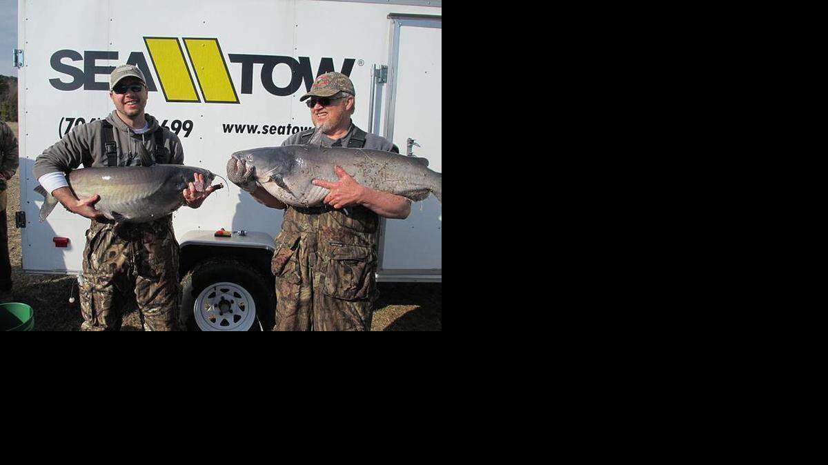 
Jeff Manning, left, and Michael Paciacocco with two of the three lunker Lake Wylie blue catfish they caught to win a Catawba Catfish Club tournament last weekend. The fish were released alive.
