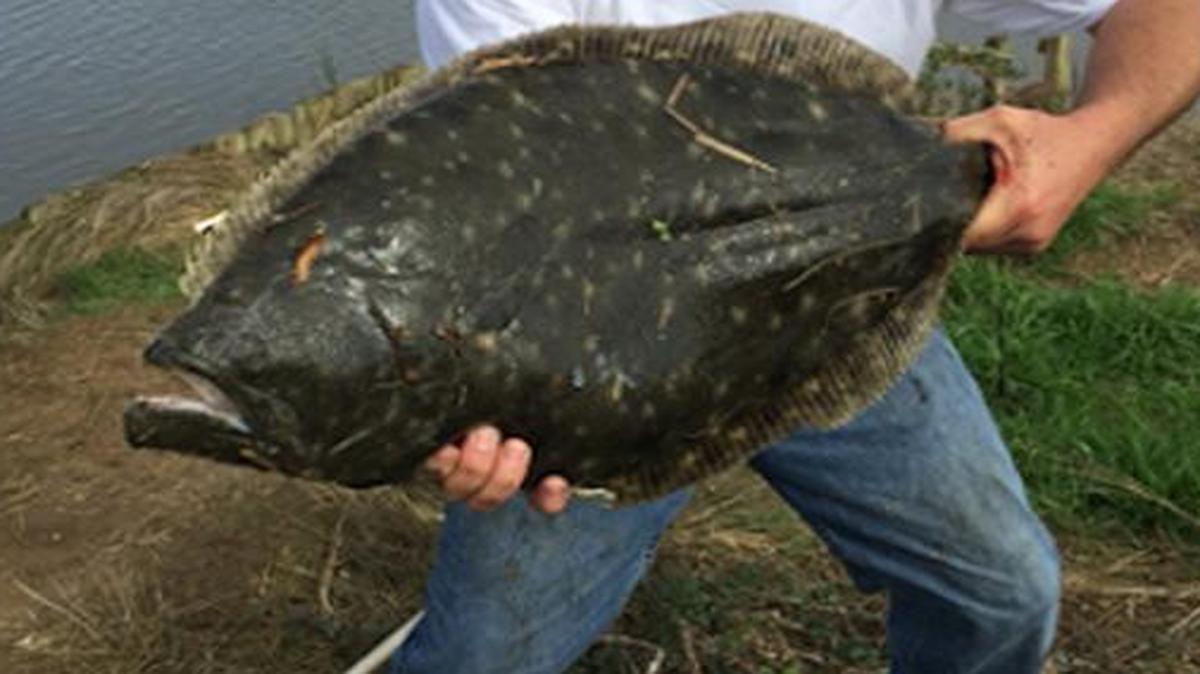 Clay Morphis of the Ocean Isle area with a flounder estimated at weighing over 12 pounds that he pulled from the Shallotte River on Tuesday. Morphis was fishing from the shoreline near his backyard.