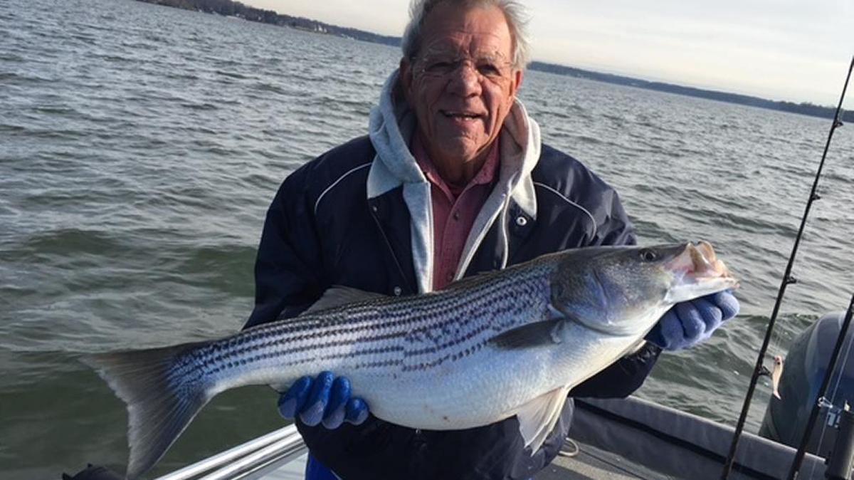Steve Hartwell of Mooresville with an 18-pound striped bass he caught this week at Lake Norman. Hartwell hooked and boated the striper while getting tips on trolling lures on lead core line from fishing buddy Eric Beggarly of Concord. Beggarly caught a 13-pound striper during the same trip. The two also caught several hybrids. All the fish were released.